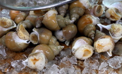 삼척대왕횟집