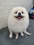 귀엽개