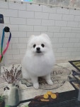 귀엽개