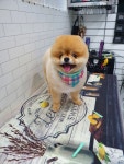 귀엽개