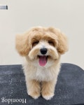 후니독