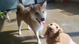 어썸 강아지 호텔 & 유치원