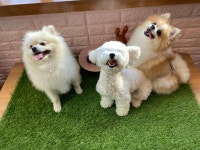 어썸 강아지 호텔 & 유치원