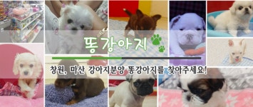 똥강아지