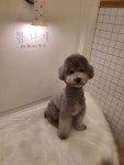 뽐나개