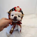 뽐나개