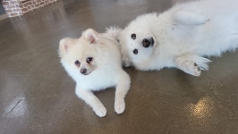 어썸 강아지 호텔 & 유치원