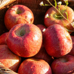 농업회사법인 주식회사 청년연구소