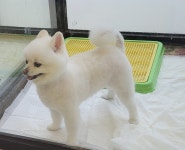 순독