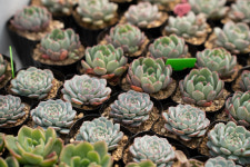 은빛다육치유농장