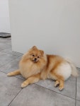 펫밀리샵