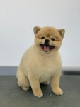 오늘도 예쁘개