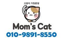 김포고양이분양 맘스캣