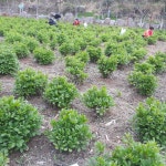 양화오가피농장