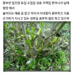 양화오가피농장