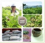 양화오가피농장