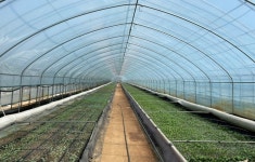 쌍둥이청과모종