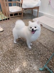 더이쁘개 애견미용