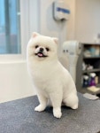 간지나개