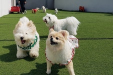 한강펫케어센터