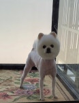순독