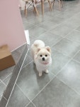 퍼피살롱