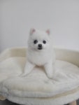 똥강쥐