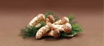 참자연영농조합법인