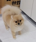 카카오독