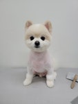pet salon 몽끌