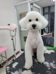 pet salon 몽끌