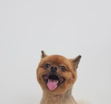 pet salon 몽끌