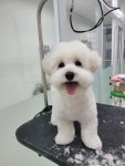 pet salon 몽끌