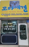 꼬마애견