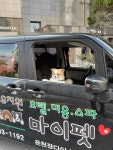 마이펫강아지애견유치원호텔미용