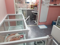 블링멍 픽업 애견미용실