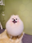 스타일리다독