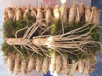 천안인삼직판장