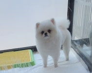 순독