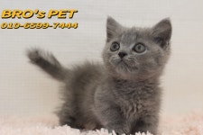 광주고양이분양 브로스펫 광주본점