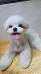 꽃개애견미용