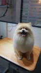 꽃개애견미용