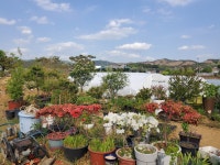 나무사랑농원왜관잔디