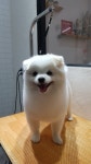 꽃개애견미용
