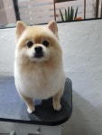 꽃개애견미용