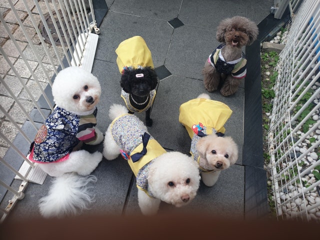 개랑놀아주는남자