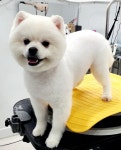 소중하개
