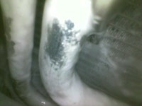 레이노 블락포디 애니가드 카월드스토리