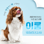 이룸독트레이닝&애견유치원