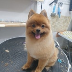 강아지 이발소